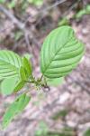Frangula alnus