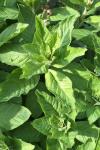 Lysimachia punctata