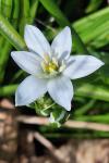 Ornithogalum umbellatum
