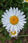 Leucanthemum vulgare