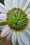 Leucanthemum vulgare