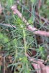 Galium verum