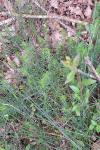 Galium verum