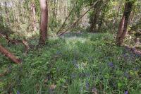 Hyacinthoides non-scripta
