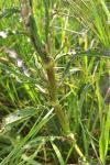 Rumex crispus