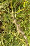 Rumex crispus