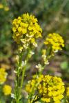Barbarea vulgaris