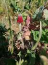 Trifolium incarnatum