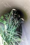 Carex pendula