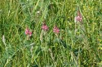 Onobrychis viciifolia