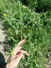 Sisymbrium officinale