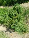Sisymbrium officinale