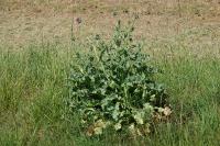 Silybum marianum