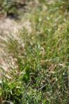 Sisymbrium officinale