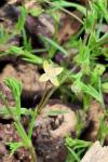 Sagina procumbens