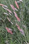 Alopecurus pratensis