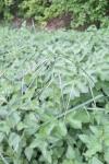 Anisantha sterilis