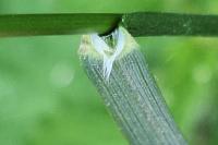 Anisantha sterilis
