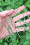 Anisantha sterilis