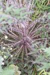 Cirsium palustre