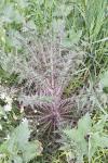 Cirsium palustre