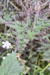 Cirsium palustre
