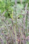 Cirsium palustre