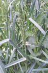 Dactylis glomerata