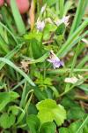 Viola canina