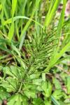 Equisetum arvense