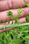 Ervum tetraspermum