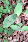Convallaria majalis