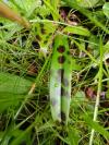 Orchis mascula
