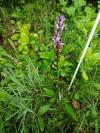 Orchis mascula