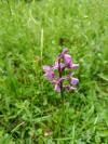 Anacamptis morio