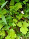 Geranium lucidum