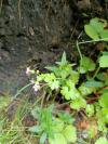 Geranium lucidum