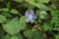 Vinca major