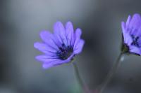 Geranium molle