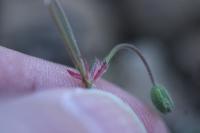 Geranium molle