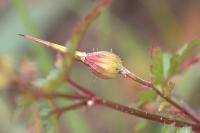 Geranium purpureum