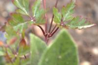 Geranium purpureum