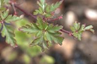 Geranium purpureum