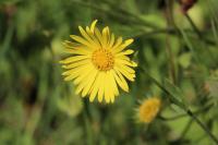 Doronicum plantagineum