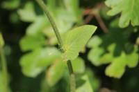 Doronicum plantagineum
