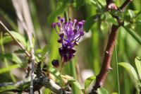 Muscari comosum