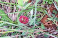Trifolium incarnatum