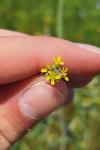 Sisymbrium officinale