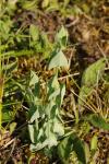 Blackstonia perfoliata