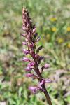 Gymnadenia conopsea